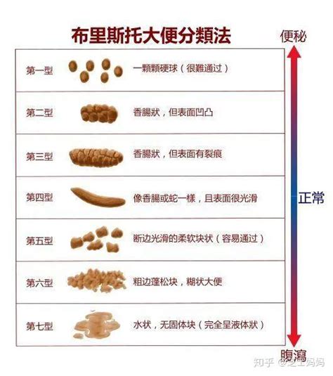 黃金鼠大便很多